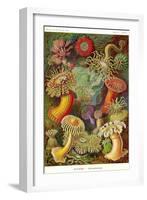 Actiniae-Ernst Haeckel-Framed Art Print