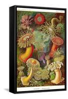 Actiniae-Ernst Haeckel-Framed Stretched Canvas