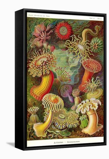 Actiniae-Ernst Haeckel-Framed Stretched Canvas