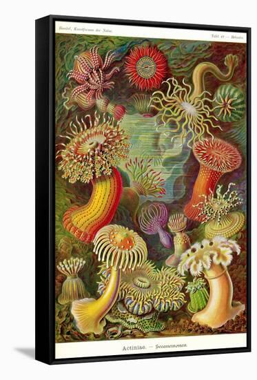 Actiniae-Ernst Haeckel-Framed Stretched Canvas