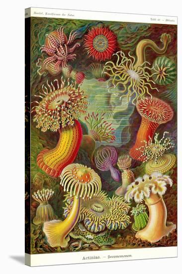 Actiniae-Ernst Haeckel-Stretched Canvas