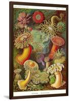 Actiniae-Ernst Haeckel-Framed Art Print