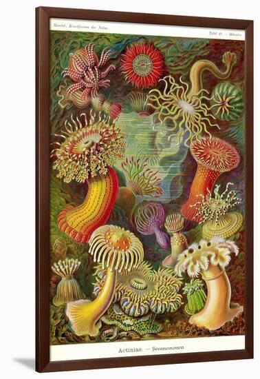 Actiniae-Ernst Haeckel-Framed Art Print