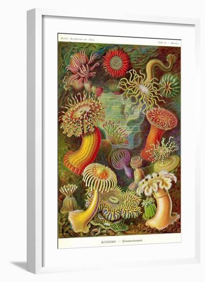 Actiniae-Ernst Haeckel-Framed Art Print