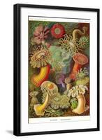 Actiniae-Ernst Haeckel-Framed Art Print