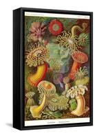 Actiniae-Ernst Haeckel-Framed Stretched Canvas