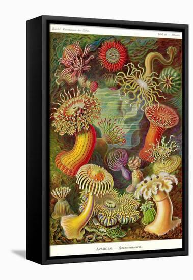 Actiniae-Ernst Haeckel-Framed Stretched Canvas