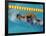 Action of Female Freestyle Swimmer, Athens, Greece-Paul Sutton-Framed Photographic Print