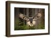 Action Scene from the Forest with Owl. Flying Great Grey Owl, Strix Nebulosa, above Green Spruce Tr-Ondrej Prosicky-Framed Photographic Print