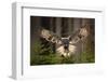 Action Scene from the Forest with Owl. Flying Great Grey Owl, Strix Nebulosa, above Green Spruce Tr-Ondrej Prosicky-Framed Photographic Print