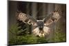 Action Scene from the Forest with Owl. Flying Great Grey Owl, Strix Nebulosa, above Green Spruce Tr-Ondrej Prosicky-Mounted Photographic Print