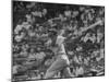 Action Shot of Chicago Cub's Ernie Banks, Following Direction of Baseball Resulting from His Hit-John Dominis-Mounted Premium Photographic Print