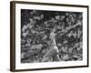 Action Shot of Chicago Cub's Ernie Banks, Following Direction of Baseball Resulting from His Hit-John Dominis-Framed Premium Photographic Print