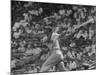 Action Shot of Chicago Cub's Ernie Banks, Following Direction of Baseball Resulting from His Hit-John Dominis-Mounted Premium Photographic Print