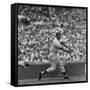 Action Shot of Chicago Cub's Ernie Banks Smacking the Pitched Baseball-John Dominis-Framed Stretched Canvas