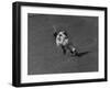 Action Shot of Willie Mays During the Giant Vs. Dodgers Game-Yale Joel-Framed Premium Photographic Print