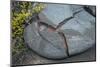 Active Lava Stream, Tolbachik Volcano, Kamchatka, Russia, Eurasia-Michael Runkel-Mounted Photographic Print