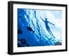 Active Woman Diving in the Sea and Enjoying Wild Nature, Swimming Underwater and Consider Different-Anna Omelchenko-Framed Photographic Print