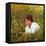 Actor Warren Beatty Sitting in Field of Flowers-Ralph Crane-Framed Stretched Canvas