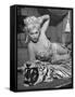Actress Kim Novak in Title Role Performing Hoochie-Coochie Dance in the Movie "Jeanne Eagels"-J^ R^ Eyerman-Framed Stretched Canvas