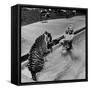 Actress Marilyn Maxwell Playing with a Tiger in a Pool-Allan Grant-Framed Stretched Canvas