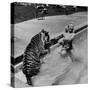 Actress Marilyn Maxwell Playing with a Tiger in a Pool-Allan Grant-Stretched Canvas