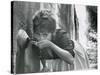 Actress Sophia Loren Drinking Water from Spigot During the Filming of Madame Sans Gene-Alfred Eisenstaedt-Stretched Canvas