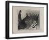 Actualites-Honore Daumier-Framed Giclee Print