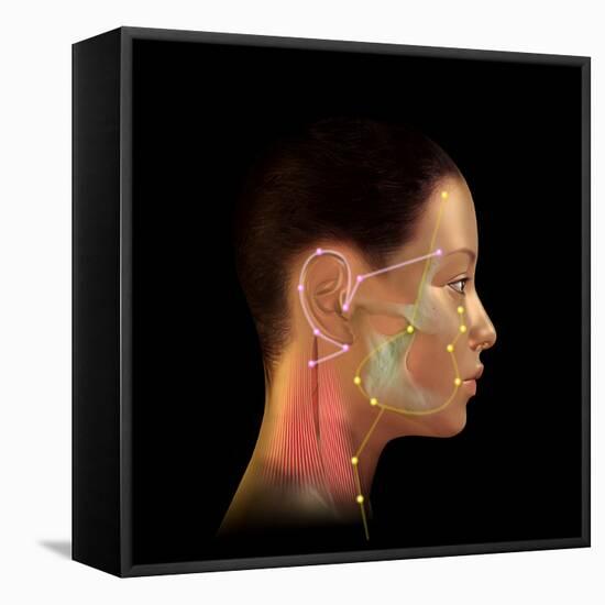 Acupuncture Points-David Gifford-Framed Stretched Canvas