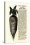 Ad for Lane's Improved Imperial Sugar Beet, B.K. Bliss and Sons, New York, 1872-null-Stretched Canvas