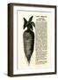 Ad for Lane's Improved Imperial Sugar Beet, B.K. Bliss and Sons, New York, 1872-null-Framed Giclee Print