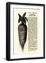 Ad for Lane's Improved Imperial Sugar Beet, B.K. Bliss and Sons, New York, 1872-null-Framed Giclee Print