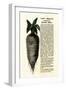 Ad for Lane's Improved Imperial Sugar Beet, B.K. Bliss and Sons, New York, 1872-null-Framed Giclee Print