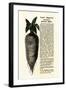 Ad for Lane's Improved Imperial Sugar Beet, B.K. Bliss and Sons, New York, 1872-null-Framed Giclee Print