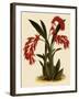 Ada Aurantica-John Nugent Fitch-Framed Giclee Print