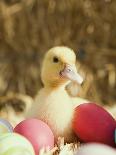 Pair of ducklings with Easter eggs-Ada Summer-Photographic Print