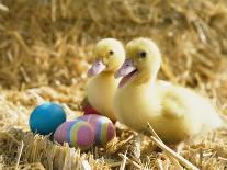 Pair of ducklings with Easter eggs-Ada Summer-Photographic Print