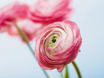 Pink tulips-Ada Summer-Photographic Print