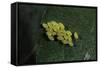 Adalia Bipunctata (Twospotted Lady Beetle) - Eggs-Paul Starosta-Framed Stretched Canvas