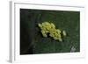 Adalia Bipunctata (Twospotted Lady Beetle) - Eggs-Paul Starosta-Framed Photographic Print