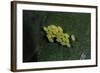 Adalia Bipunctata (Twospotted Lady Beetle) - Eggs-Paul Starosta-Framed Photographic Print