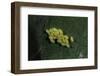 Adalia Bipunctata (Twospotted Lady Beetle) - Eggs-Paul Starosta-Framed Photographic Print