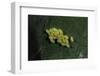 Adalia Bipunctata (Twospotted Lady Beetle) - Eggs-Paul Starosta-Framed Photographic Print