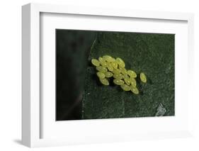 Adalia Bipunctata (Twospotted Lady Beetle) - Eggs-Paul Starosta-Framed Photographic Print