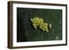 Adalia Bipunctata (Twospotted Lady Beetle) - Eggs-Paul Starosta-Framed Photographic Print