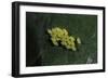 Adalia Bipunctata (Twospotted Lady Beetle) - Eggs-Paul Starosta-Framed Photographic Print