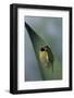 Adalia Bipunctata (Twospotted Lady Beetle) - Emerging of the Adult-Paul Starosta-Framed Photographic Print