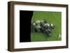 Adalia Bipunctata (Twospotted Lady Beetle) - Emerging of the Larvae-Paul Starosta-Framed Photographic Print