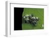 Adalia Bipunctata (Twospotted Lady Beetle) - Emerging of the Larvae-Paul Starosta-Framed Photographic Print