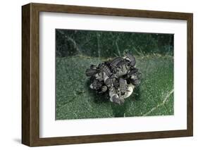 Adalia Bipunctata (Twospotted Lady Beetle) - Emerging of the Larvae-Paul Starosta-Framed Photographic Print